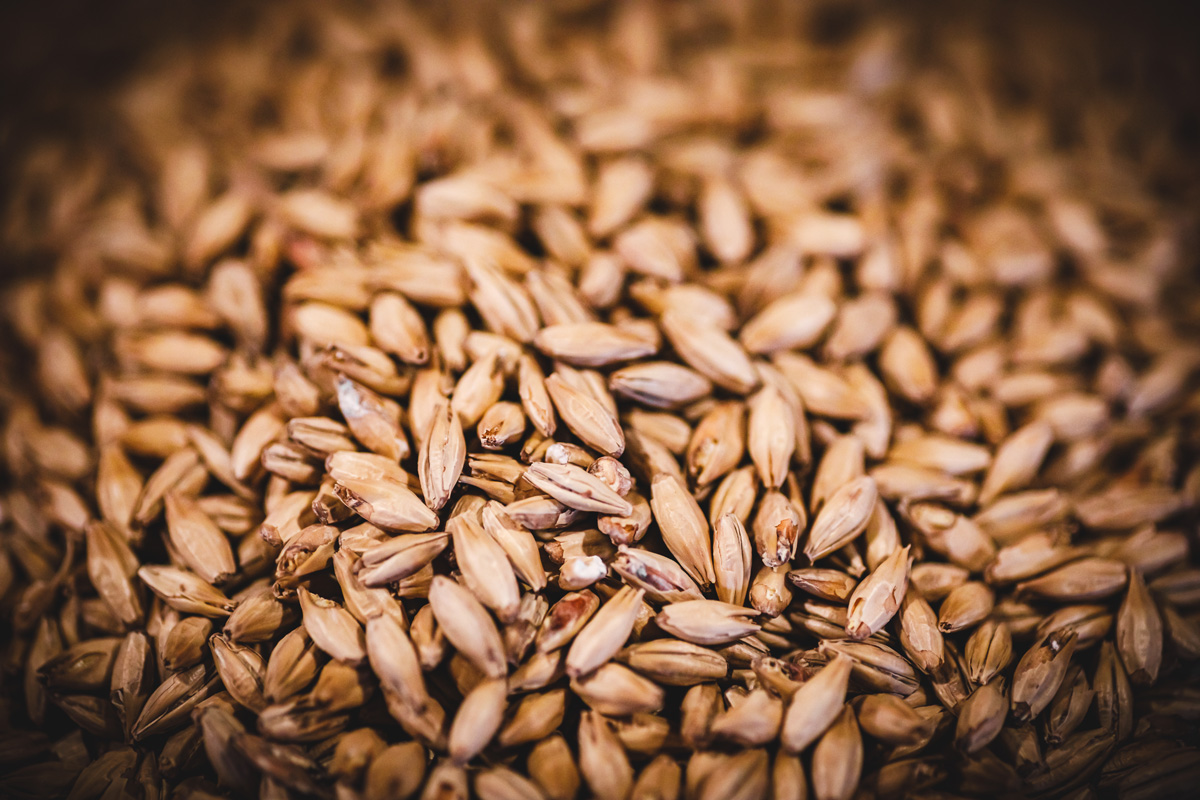 Malt
