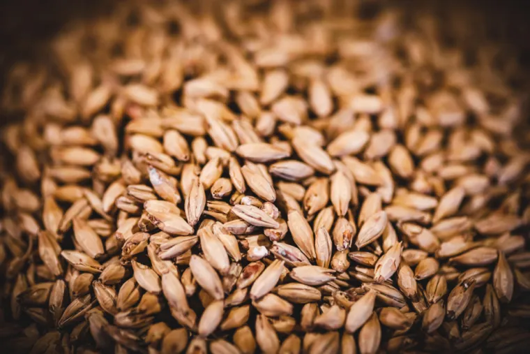Le malt : un ingrédient essentiel dans la bière artisanale, Bourg-en-Bresse, Brasserie Kooka