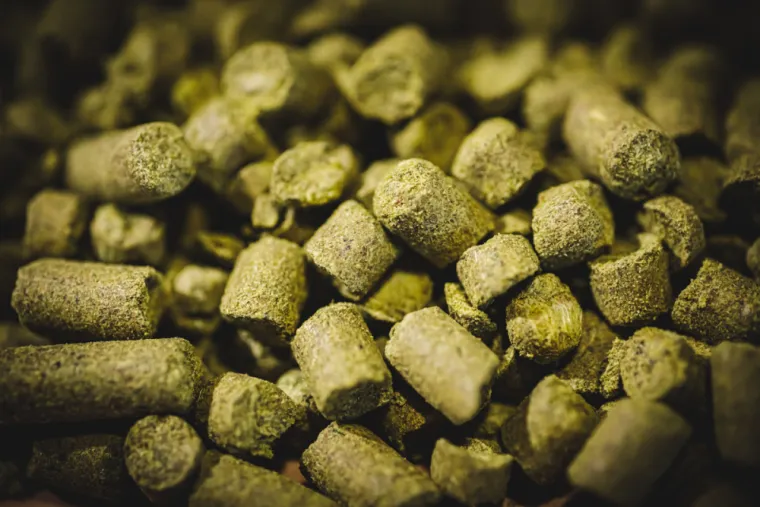 Le houblon, ingrédient essentiel de la bière, Bourg-en-Bresse, Brasserie Kooka